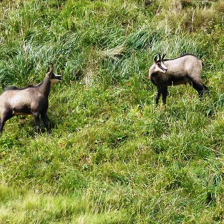 公寓 La Coudraie Des Familles