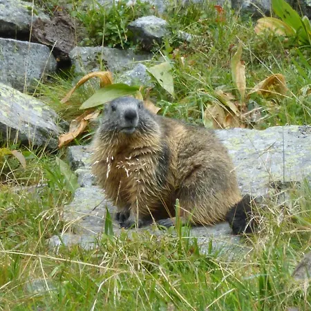 公寓 La Coudraie Des Familles *